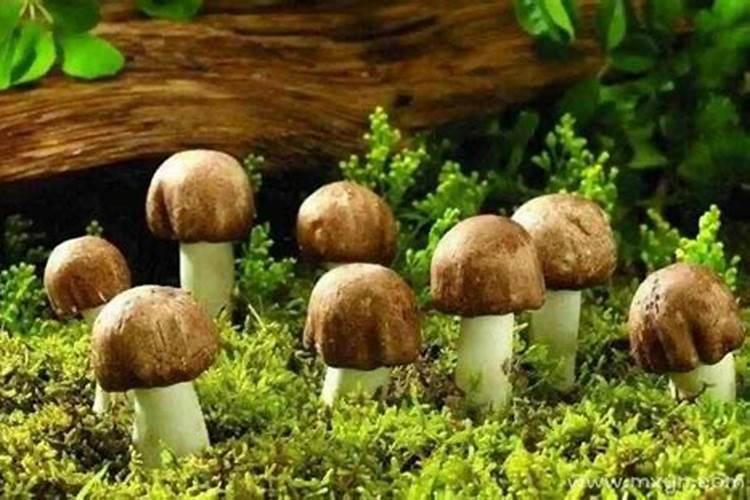 梦见自己要从山坡上滚下去,然后在滚的过程中,有很多石头压有荆条啊然后...