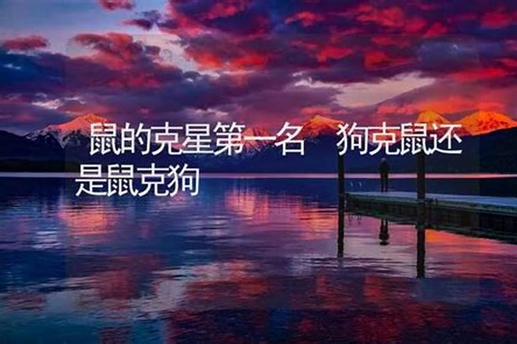 属狗人一生最大克星是谁 为什么兔是狗的贵人