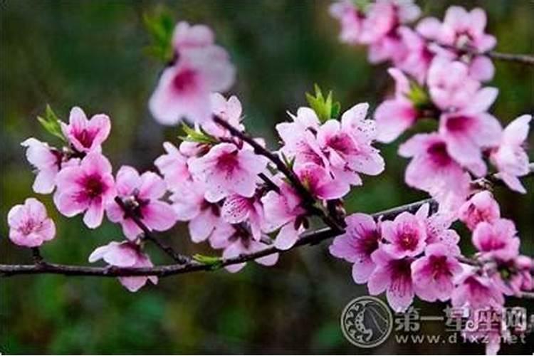 如何化解桃花煞