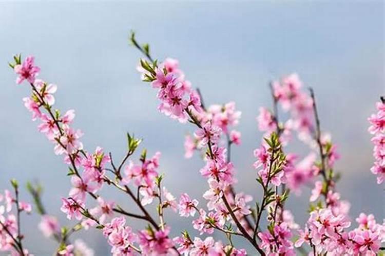 桃花煞是什么意思