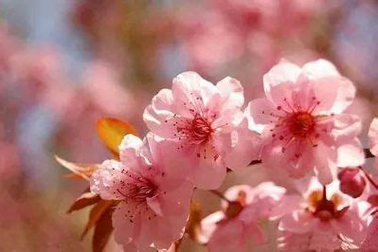 女生快速招正缘桃花的方法,什么方法最好
