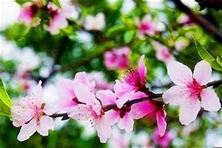 生辰八字看桃花运何时来准不准 生辰八字算命测桃花？