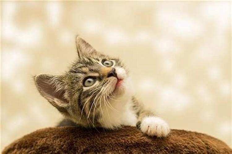 梦见一大群猫是吉兆吗