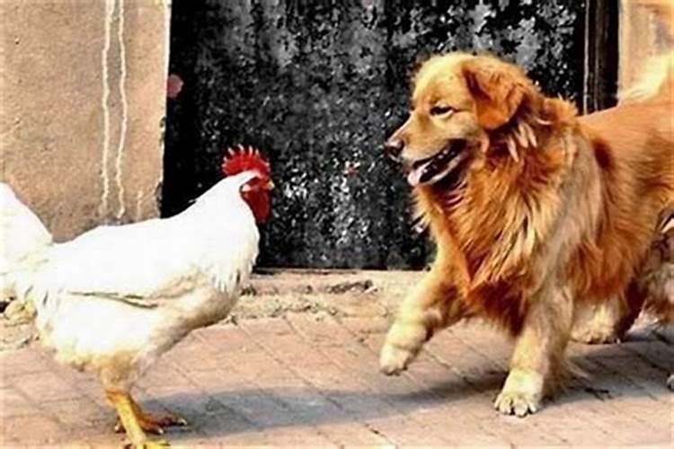 猪蛇相冲怎么化解