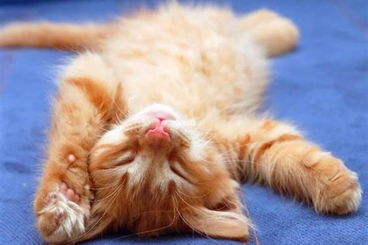 梦见大黄猫的预兆