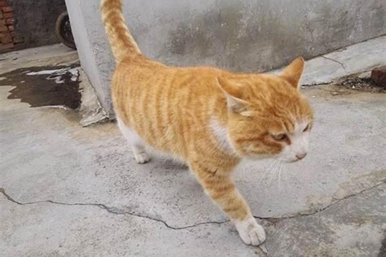 梦见大黄猫的预兆