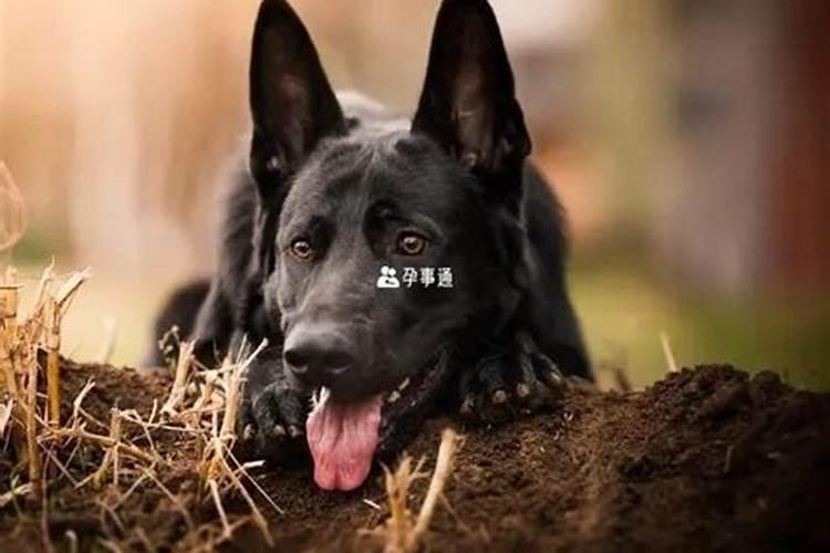 周公解梦孕妇梦见狗是什么意思 孕妇做梦梦到狗代表什么？好不好