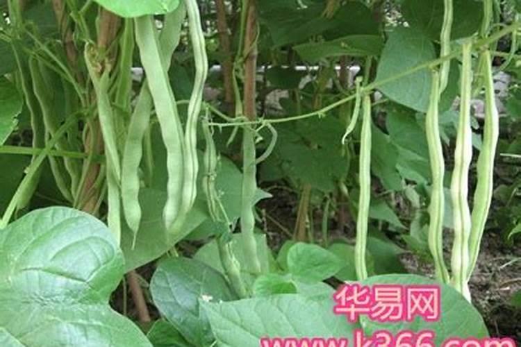 梦见自己想种豆角的预兆