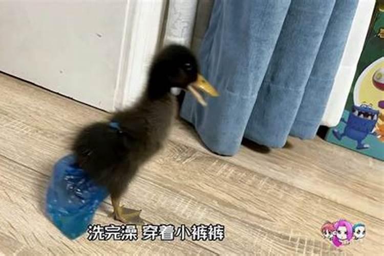 梦见厕所很脏
