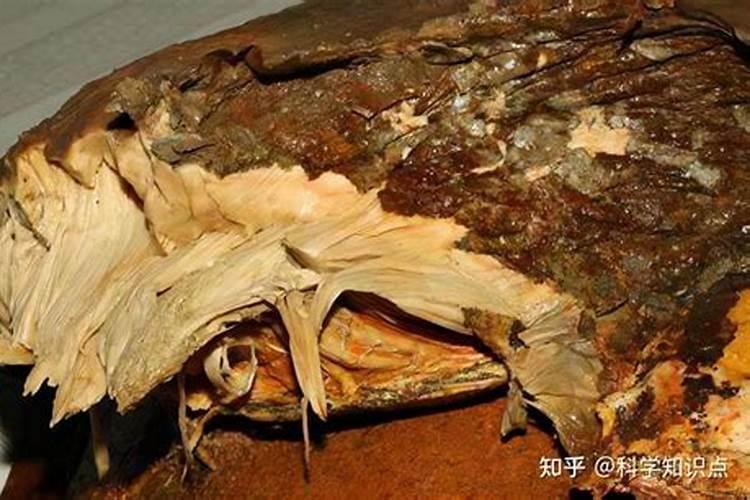 太岁一般人不能养