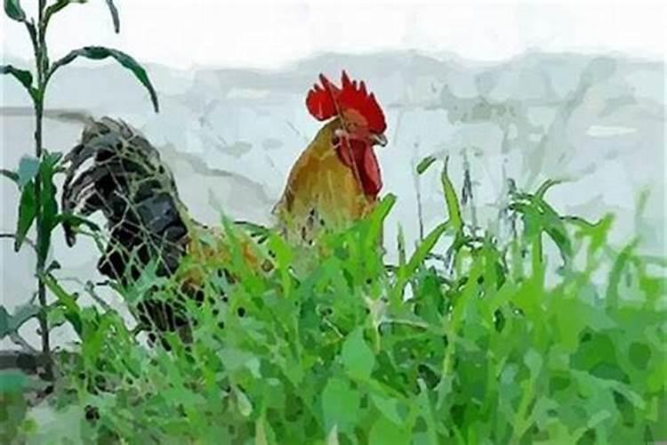生肖鸡三大喜事
