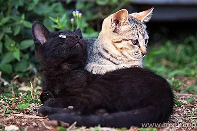 梦见自己和猫玩耍的预兆