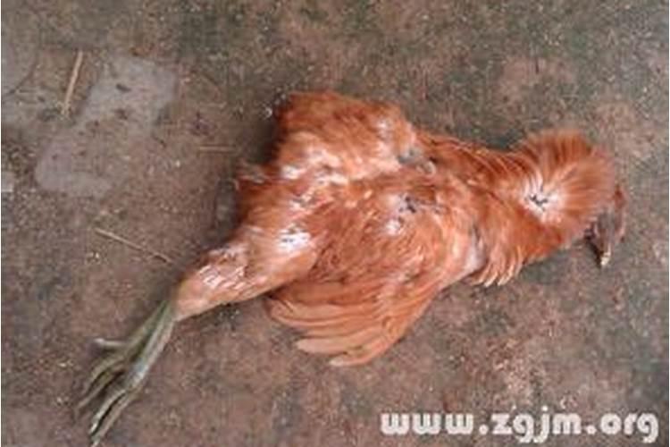 什么叫“岁运并临:？求答案