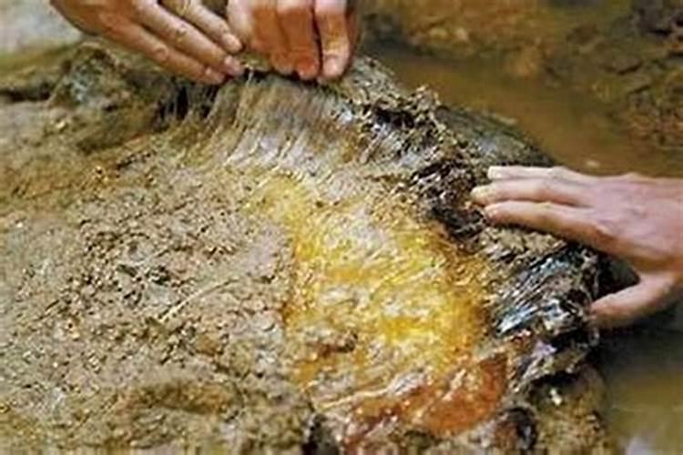 太岁水的功效和作用,养太岁最新方法