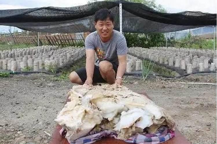 为什么正月初一要去给去世的长辈上坟