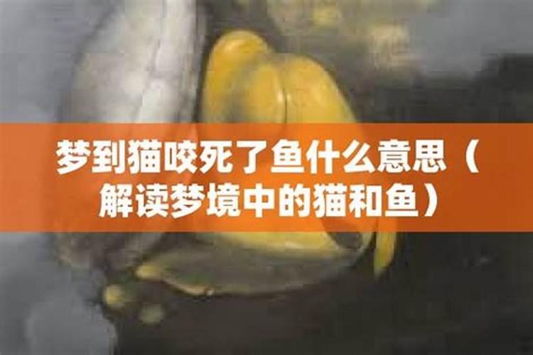 梦见猫咬死猫