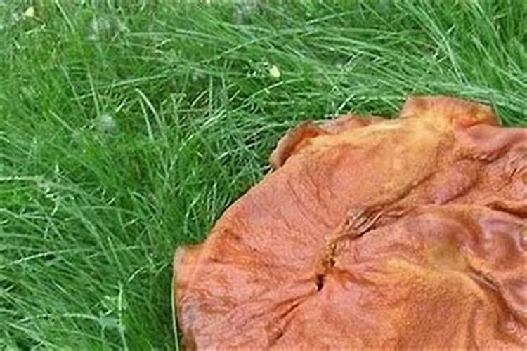 太岁的功效有那么神奇吗