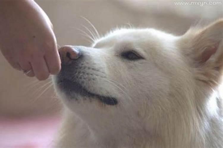 梦到狗后不久就怀孕了是什么意思