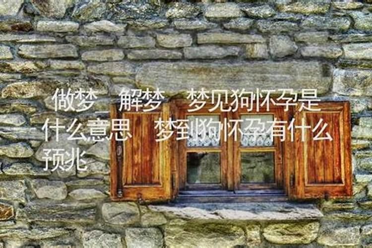 梦到狗后不久就怀孕了预示着什么