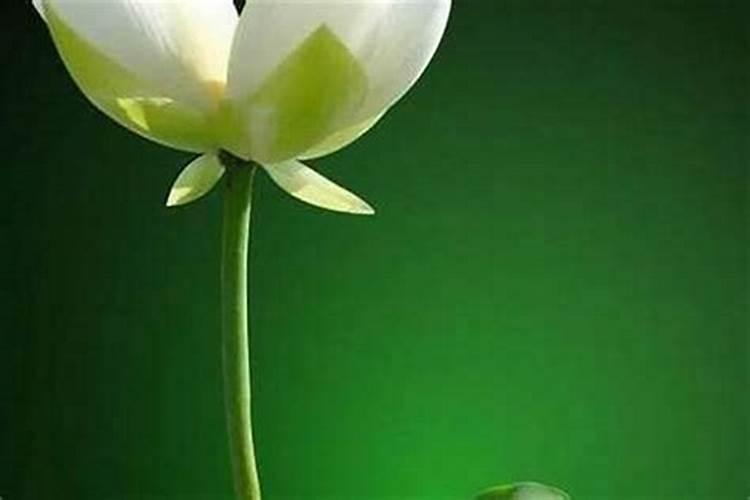 菏泽正月十五哪里好玩
