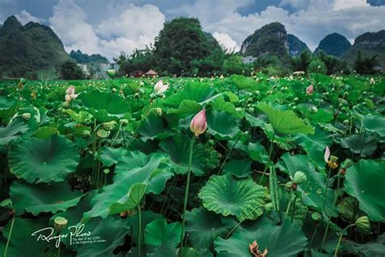 腊八节要吃什么菜