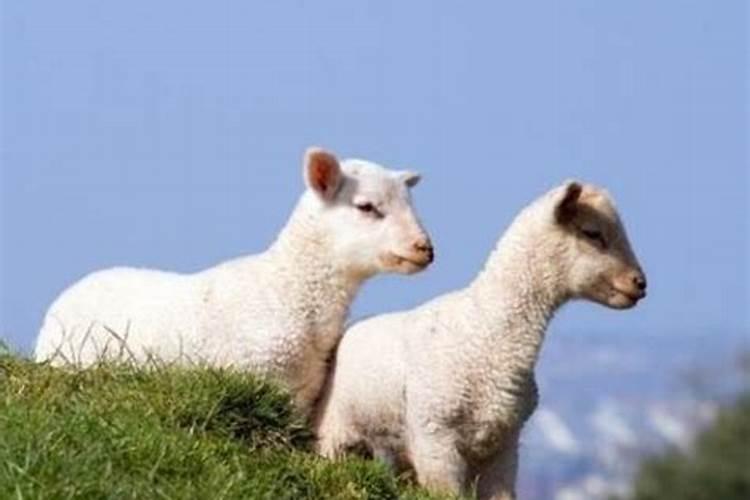 77年蛇女2025年每月运势及运程