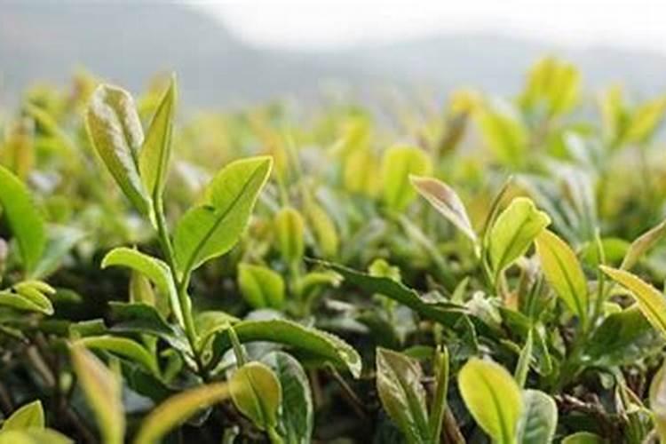 化解太岁最简单的方法自己化太岁方法推荐