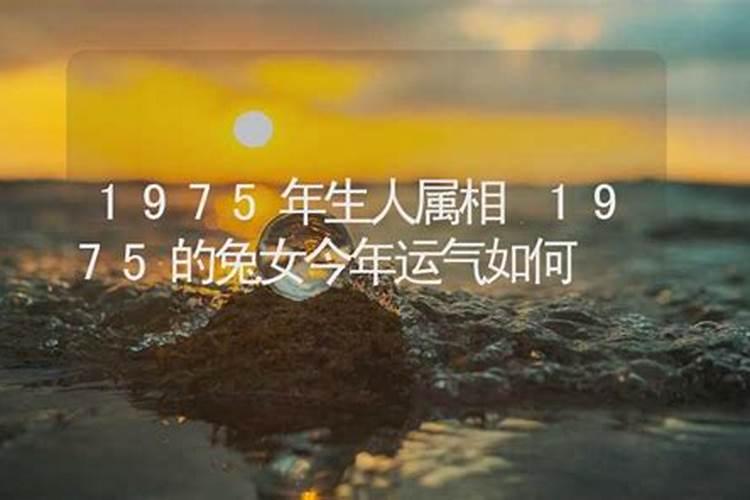 1975年的兔2025年运势