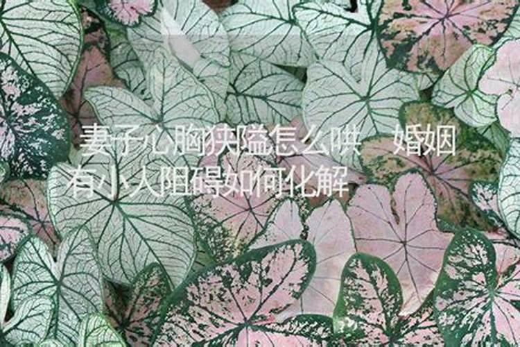 2025年十二生肖每月运势详解