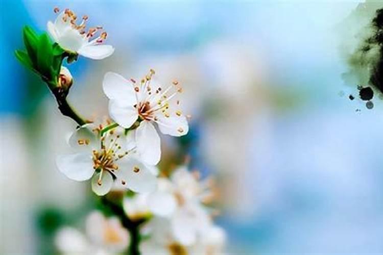 清明节如何祭祖程序