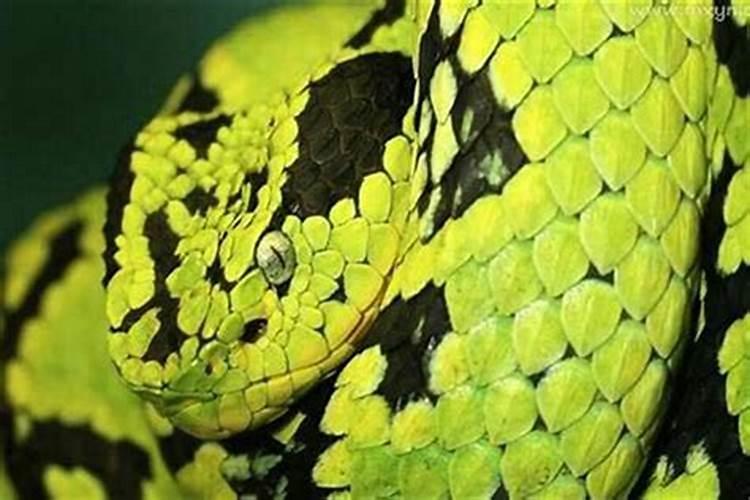 命理三垣——胎、命、身宫