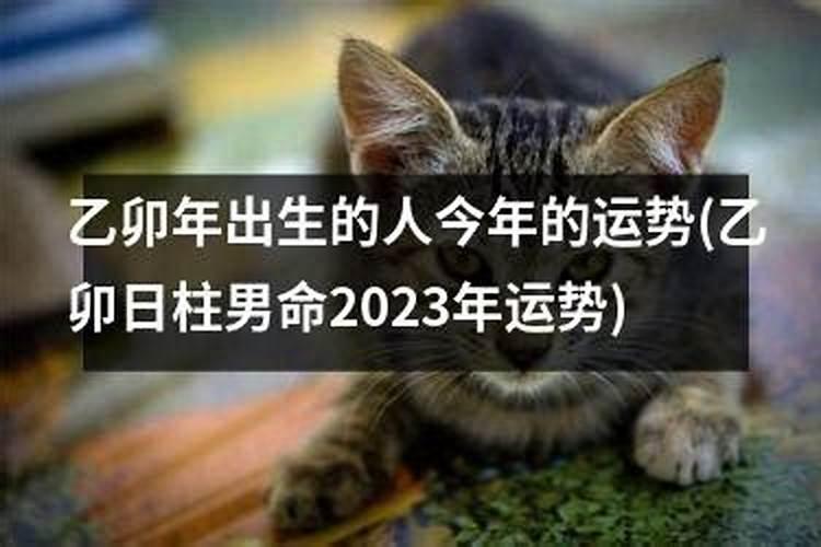 乙卯年戊寅月甲辰日己已时一生运程