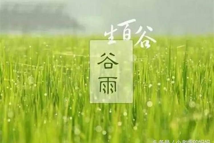 谷雨节前的茶叶