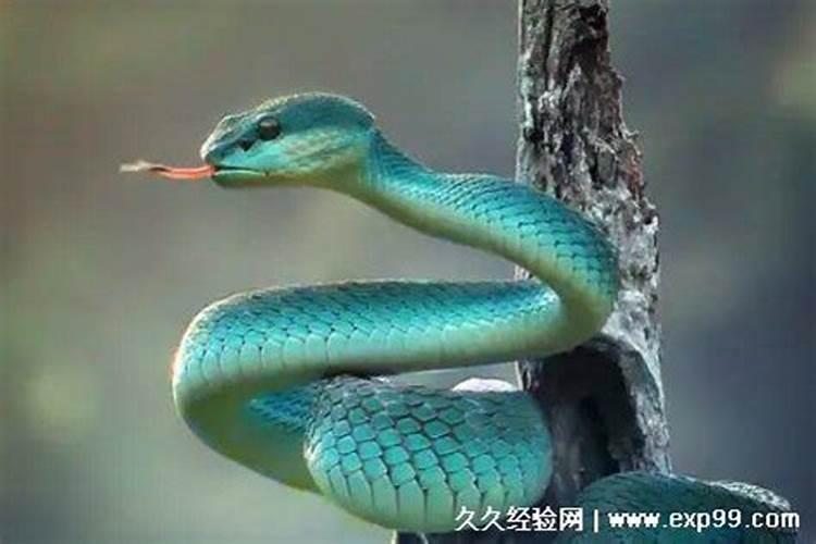经常做梦梦到蛇是怎么回事 老是做梦梦到蛇什么意思