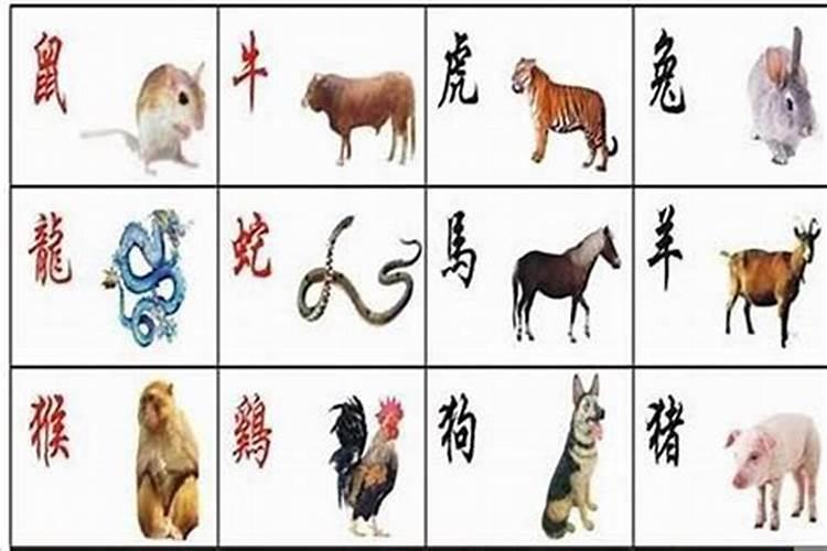 生肖兔1963年2025年运势如何 生肖兔1963年2025年全年运势
