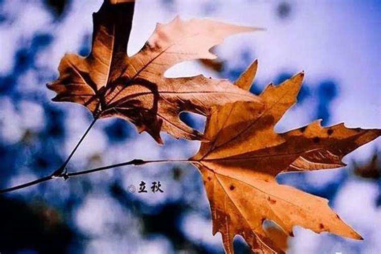 食伤旺是什么意思,食伤旺相的特点是什么？