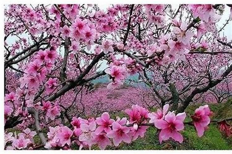 桃花很旺是什么意思!