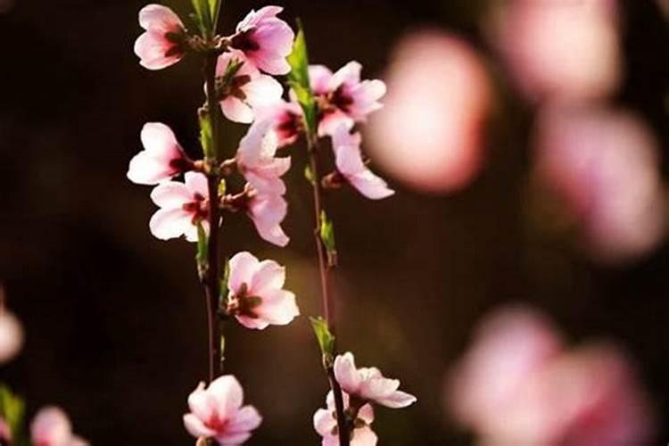 这几天桃花最旺什么意思