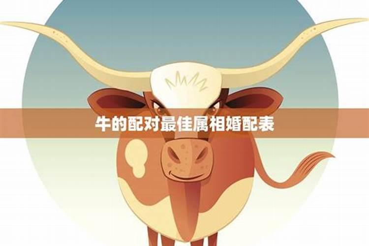 属马人2025年全年运势运程