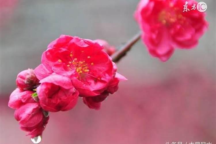 桃花红艳煞怎么化解