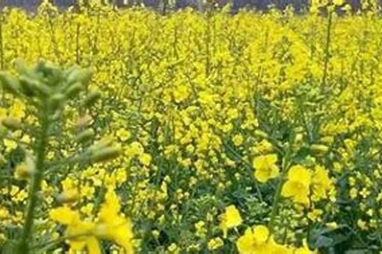 寒露时节种植农作物有哪些注意事项？