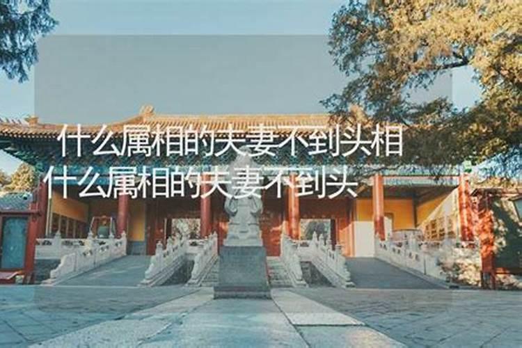 注定离婚的生肖女