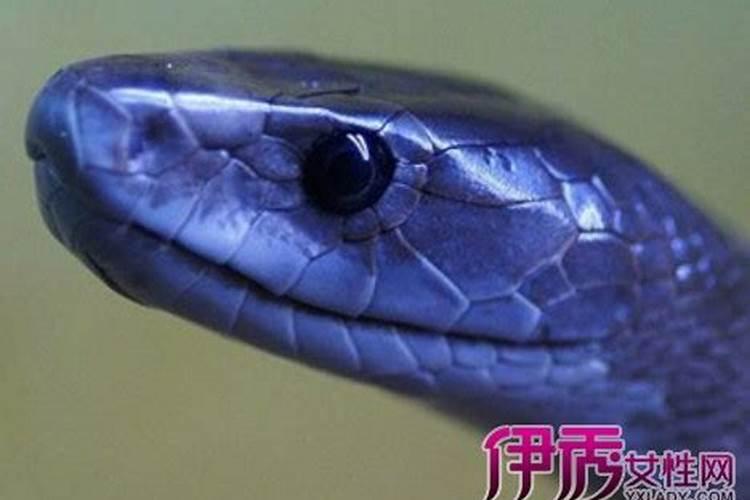 男人梦见蛇在身体里面什么意思？