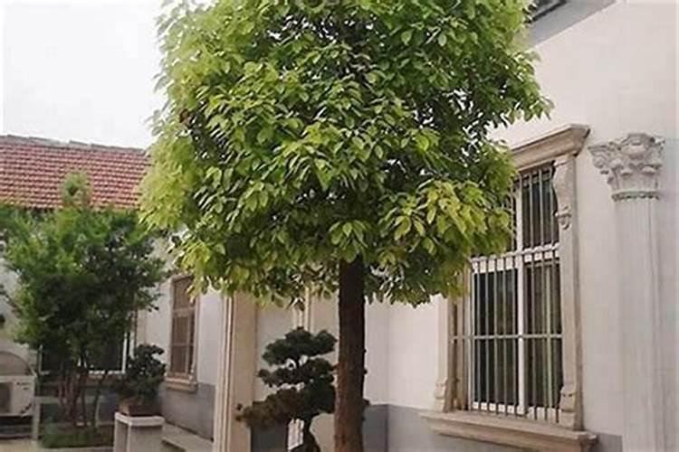 厂里栽什么植物旺财 厂里栽哪些植物旺财