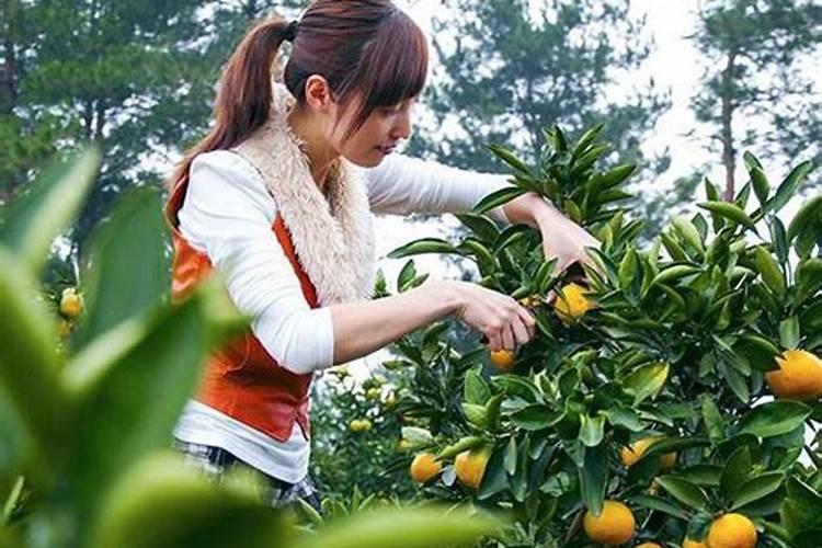 我的八字是丁卯,己酉,癸未,壬子,我是真童子命吗？求解答