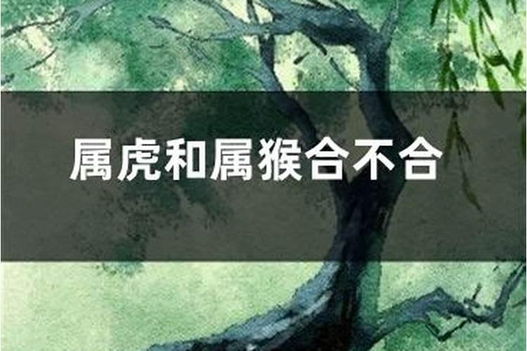 八字合婚:属虎的女人与属猴男八字好吗 婚姻怎么样