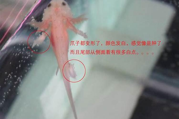 破太岁最灵验化解方法两种方法快速化解破太岁的问题