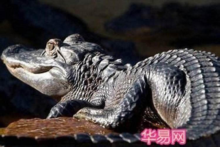 梦见白骨是什么兆头