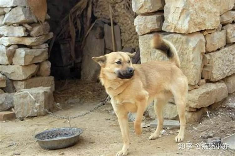 梦见狗是什么预兆