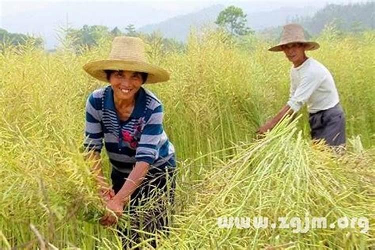 属虎人2025年虎年每月运势